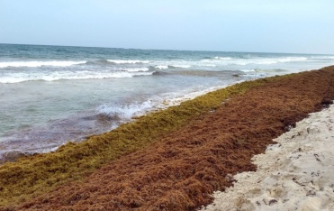 Expertos proponen desarrollos en bioenergía para solucionar la problemática del sargazo en el caribe mexicano 